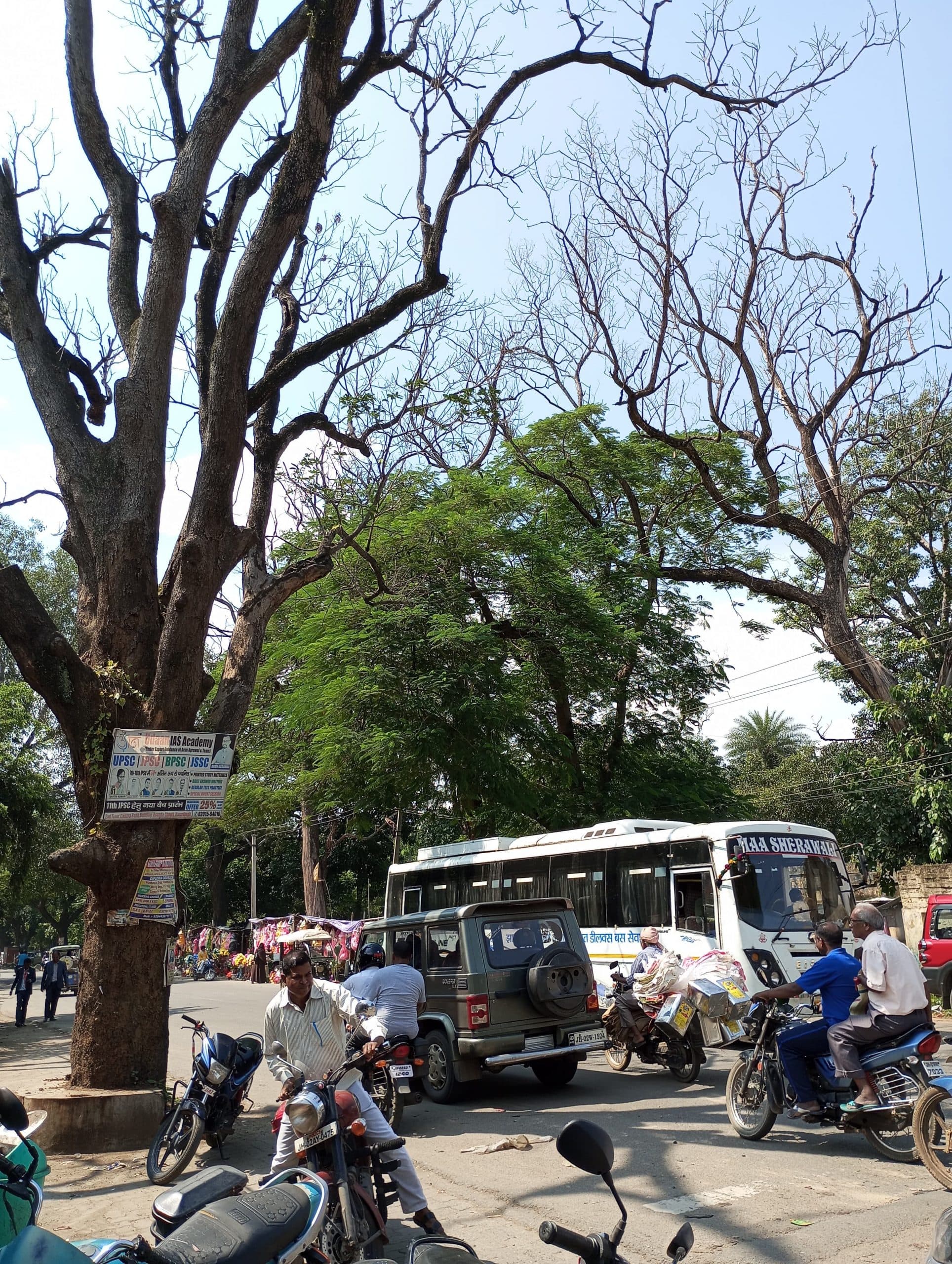 शहर में सड़क किनारे 150 खड़े सूखे पेड़ से जान को खतरा