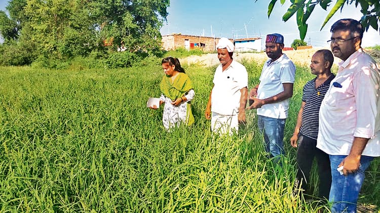 Gopalganj News : मड़ुआ, बाजरा, सावा जैसे मोटे अनाजों के प्रति किसानों का बढ़ रहा रुझान