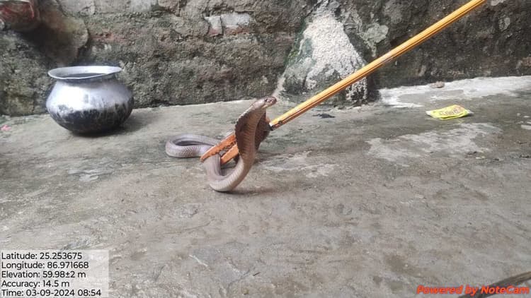 गंगा किनारे स्थित मोहल्लों से 12 कोबरा व 18 रसेल वाइपर सांप पकड़े गये