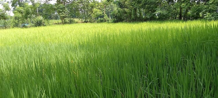 धान समेत खरीफ फसलों के लिए संजीविनी बनी झमाझम बारिश