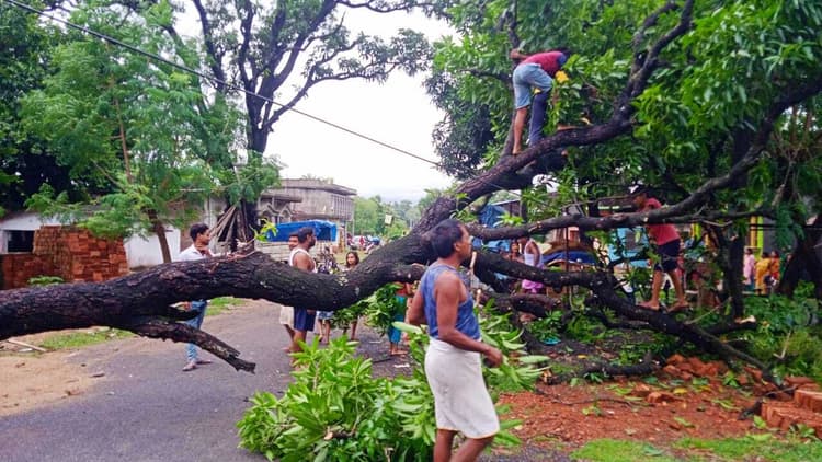 बारिश में गिरा आम का पेड़, आवागमन बाधित