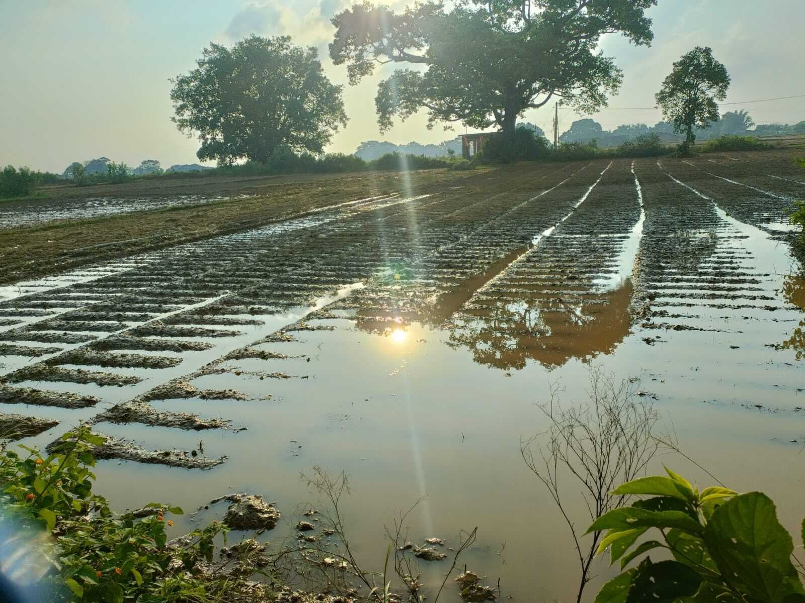 किसानों को आलू की खेती में लाखों का नुकसान