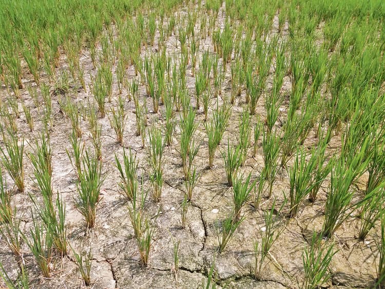 Chhapra News : कहीं बाढ़ तो कहीं सुखाड, खेतों में पड़ रहे दरार