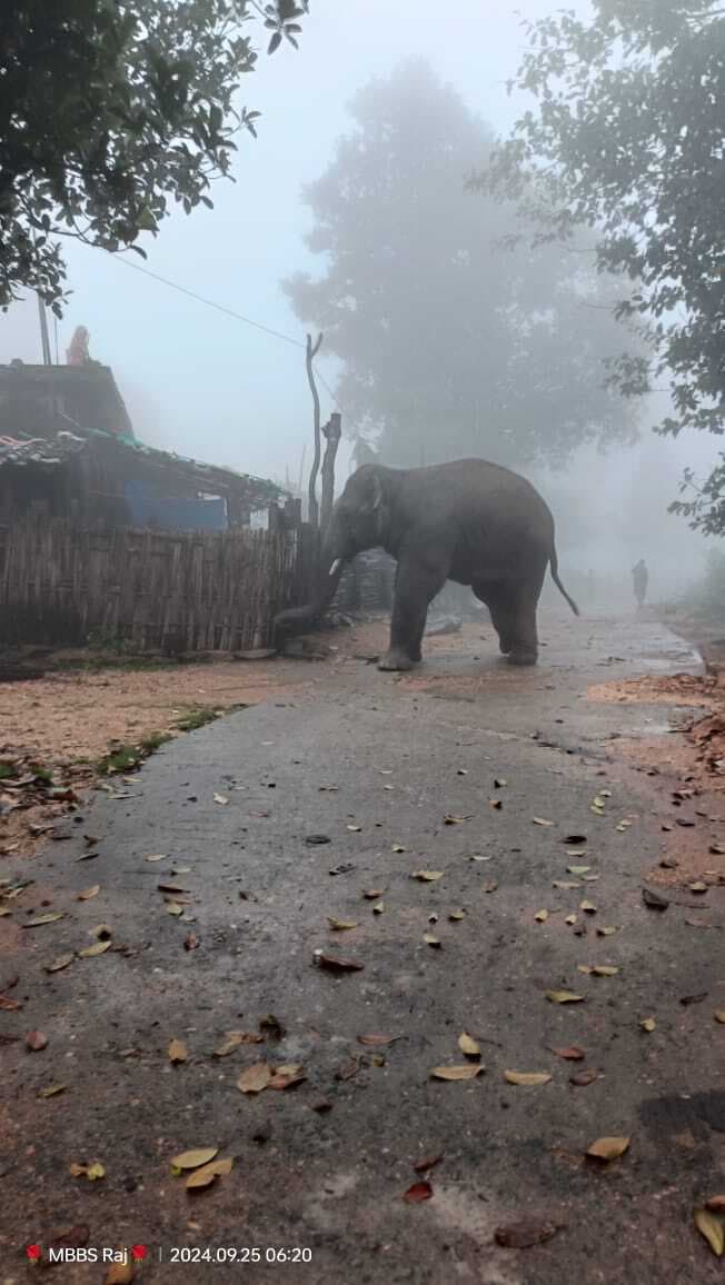 BOKARO NEWS : हाथी ने दो घरों को किया क्षतिग्रस्त, फसलें रौंदी