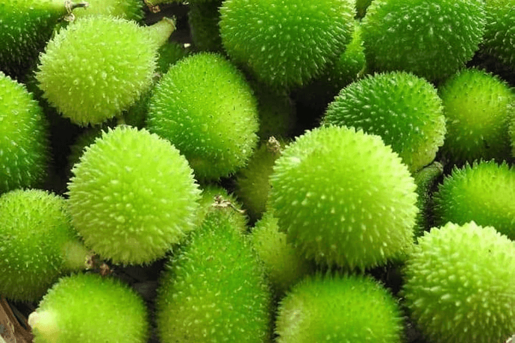 Health Benefits of Kokoda Vegetable: पौष्टिक होती है ककोड़ा की सब्जी जीवन में एक बार जरूर चखें स्वाद, वजन घटाने में भी सहायक