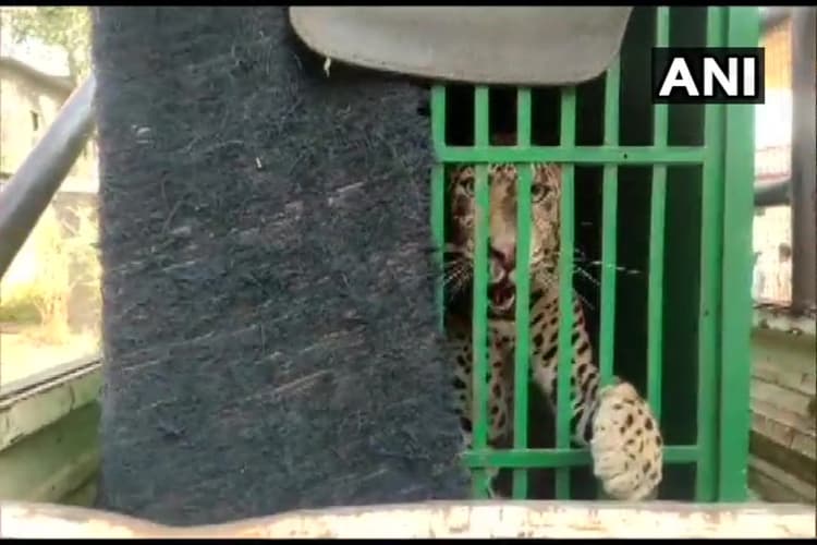 Leopard Attack: उदयपुर में आदमखोर तेंदुए का आतंक, नाबालिग को बनाया निवाला, तलाश में भटक रही फॉरेस्ट टीम