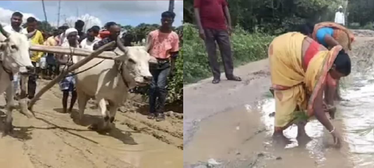 बिहार में दिखा अनोखा विरोध, टूटी सड़क को बैल से जोत कर लगा दिये धान के पौधे