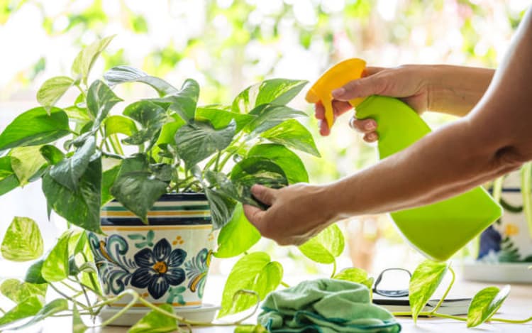 Vastu Tips: घर पर इस तरह से न रखें मनी प्लांट, चुटकी बजाते ही हो जाएंगे कंगाल