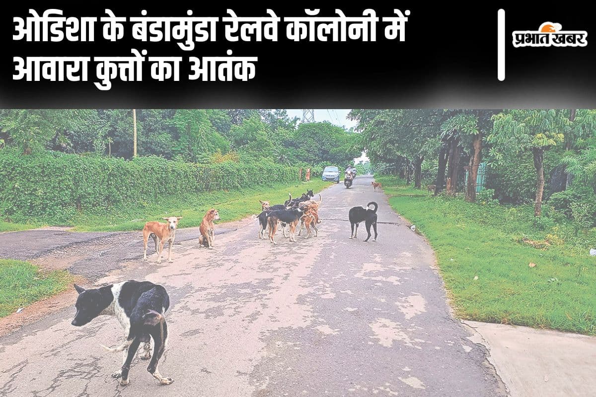 Odisha News: बंडामुंडा रेलवे कॉलोनी में आवारा कुत्तों का आतंक, आरएमसी से उचित पहल की मांग