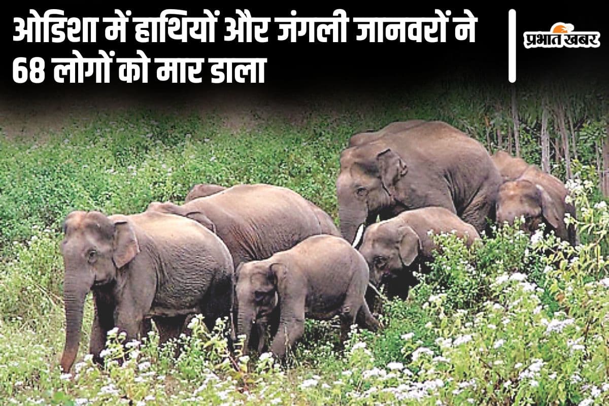 ओडिशा में जंगली जानवरों के हमले में गई 68 जानें, बोले वन मंत्री गणेश राम सिंह खुंटिया