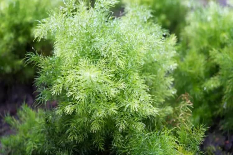 Shatavari Benefits : शतावरी में कौन से औषधीय गुण पाए जाते हैं?