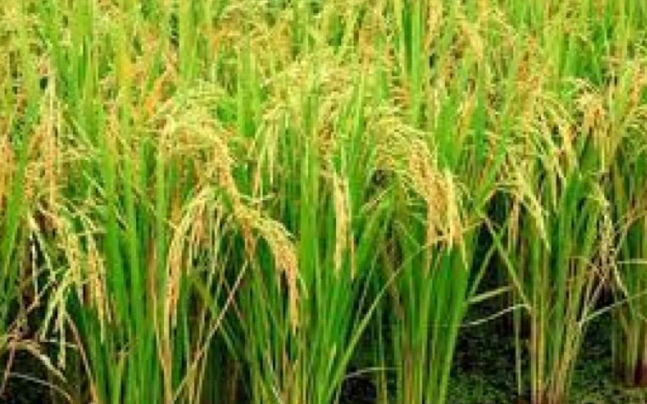 Bihar Agriculture: धान की फसल में शीथ ब्लाइट का बढ़ा खतरा, जानें ऐसे में किन दवा का करें छिड़काव
