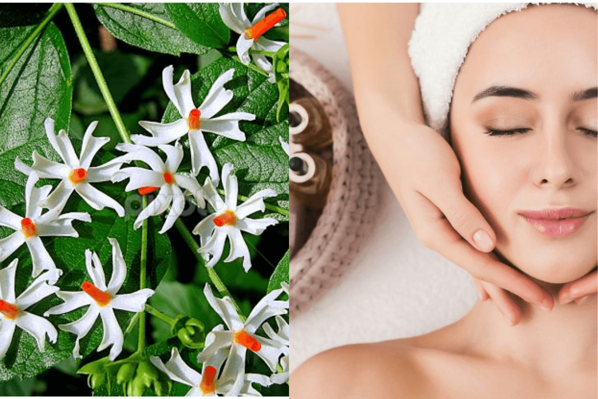Harsingar Flower Face Mask: चेहरे की रंगत बढ़ाएगा हरसिंगार फूल से बना फेस मास्क, खूबसूरती का प्राकृतिक नुस्खा Harsingar Flower Face Mask: चेहरे की रंगत बढ़ाएगा हरसिंगार फूल से बना फेस मास्क, खूबसूरती का प्राकृतिक नुस्खा