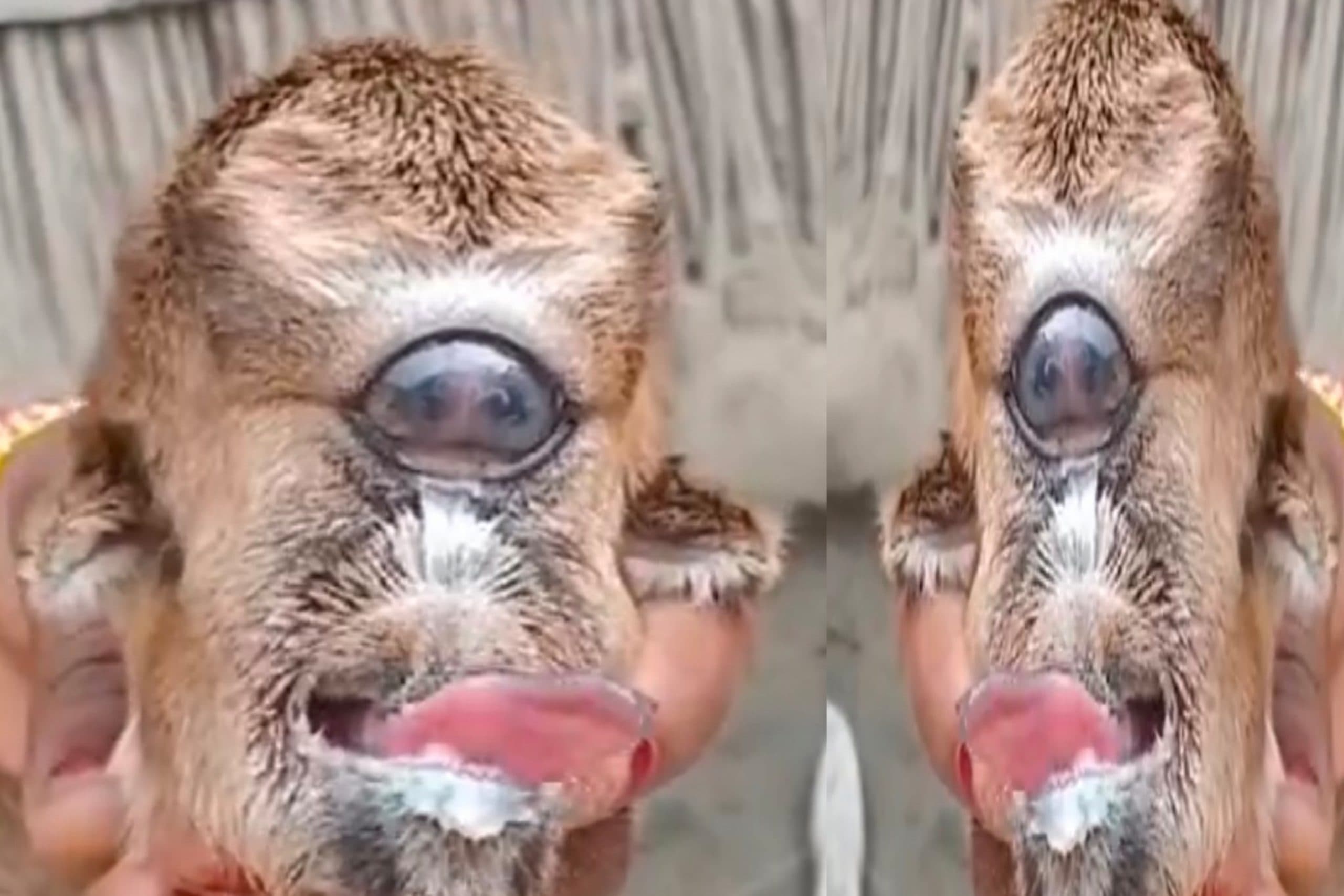 Bettiah News: बकरी ने विकृत बच्चे को दिया जन्म, सिरिंज से पिलाया जा रहा दूध