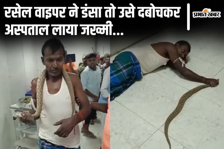 VIDEO: भागलपुर में रसेल वाइपर ने डंसा तो सांप का मुंह दबोचे अस्पताल पहुंचा जख्मी, डॉक्टर भी रह गए दंग