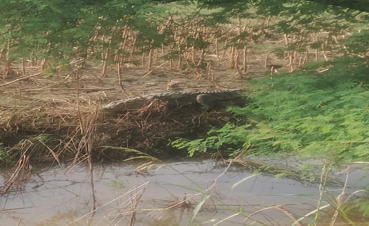 Crocodile News: गंगा का पानी निकलते ही बाहर आया मगरमच्छ, ग्रामीणों के उड़े होश