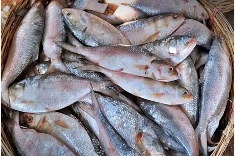 भागलपुर में तैयार होगा मछली से तेल, कई बीमारियों की दवा में होता है इस्तेमाल