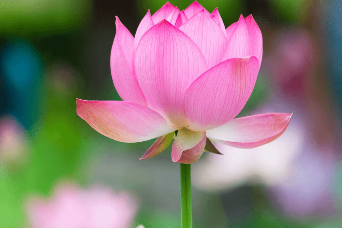 How to Plant Lotus At home: इन तरीकों से आप घर पर भी उगा सकती हैं कमल, दिवाली पर मां लक्ष्मी होंगी प्रसन्न How to Plant Lotus At home: इन तरीकों से आप घर पर भी उगा सकती हैं कमल, दिवाली पर मां लक्ष्मी होंगी प्रसन्न