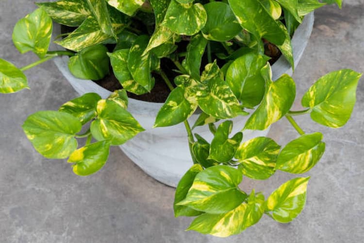 Vastu Tips: चोरी के मनी प्लांट लगाना शुभ या अशुभ! काम आएगा ये टोटका