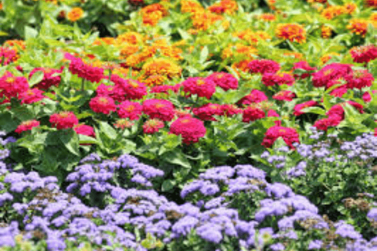 Worship: स्नान से पहले फूल तोड़ने की परंपरा, धार्मिक महत्व और लाभ