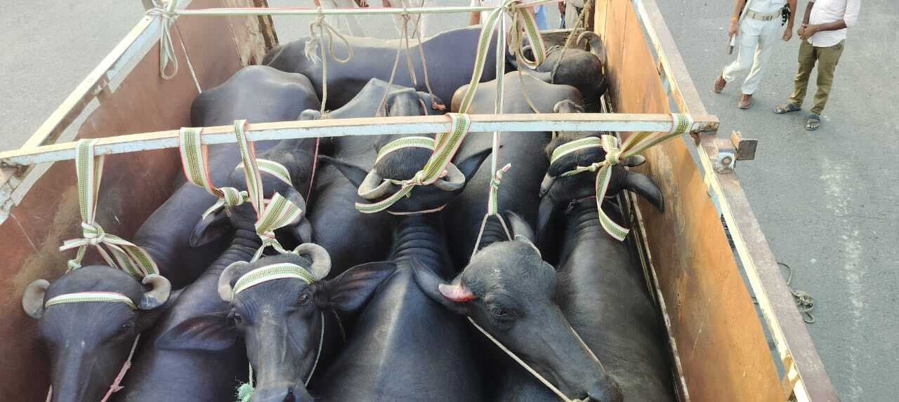 पिकअप वाहन पर लदे सात मवेशी के साथ दो तस्कर गिरफ्तार