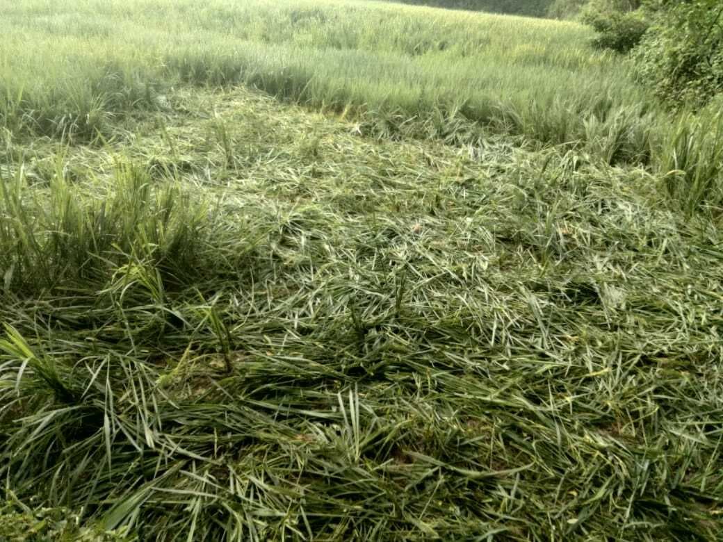 Giridih News: सरिया में हाथी मचाया उत्पात, फसलें रौंदी