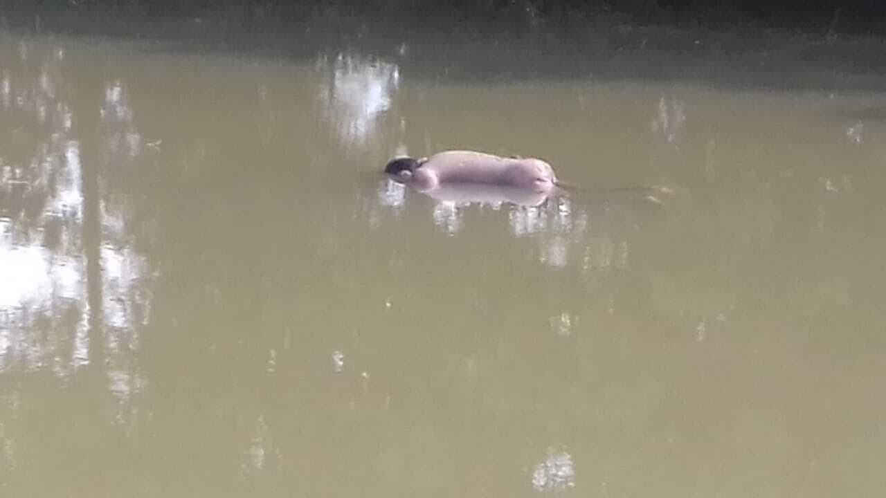 तीन दिनों से गायब युवक का शव तालाब से बरामद