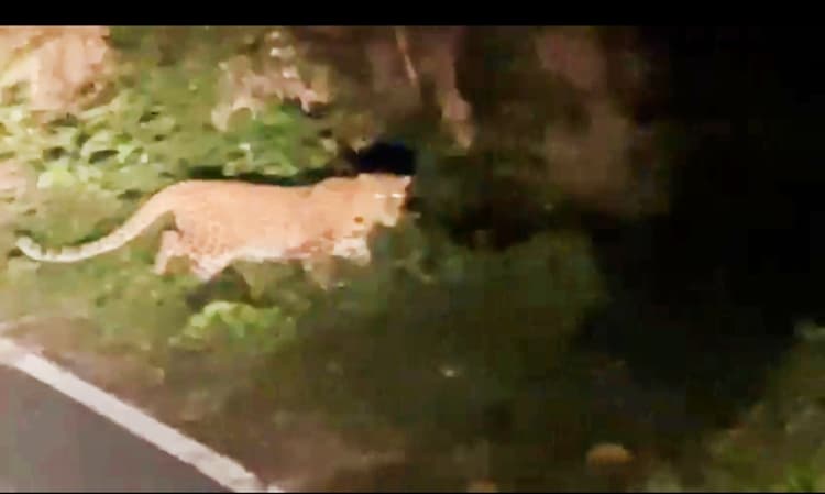 मुख्य सड़क पर हिंसक वन्यजीवों की बढ़ रही चहलकदमी