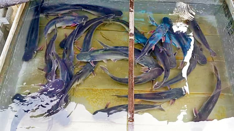 Gopalganj News : चंवर में मछली का तालाब बनवाने पर किसानों को सरकार से मिलेगा लाखों का अनुदान