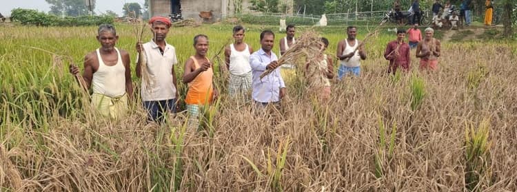 Giridih News: झुलसा रोग से आधा दर्जन गांव के किसान चिंतित