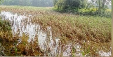 बाढ़ का पानी घटने के बाद दिखने लगा प्रखंड में तबाही का मंजर