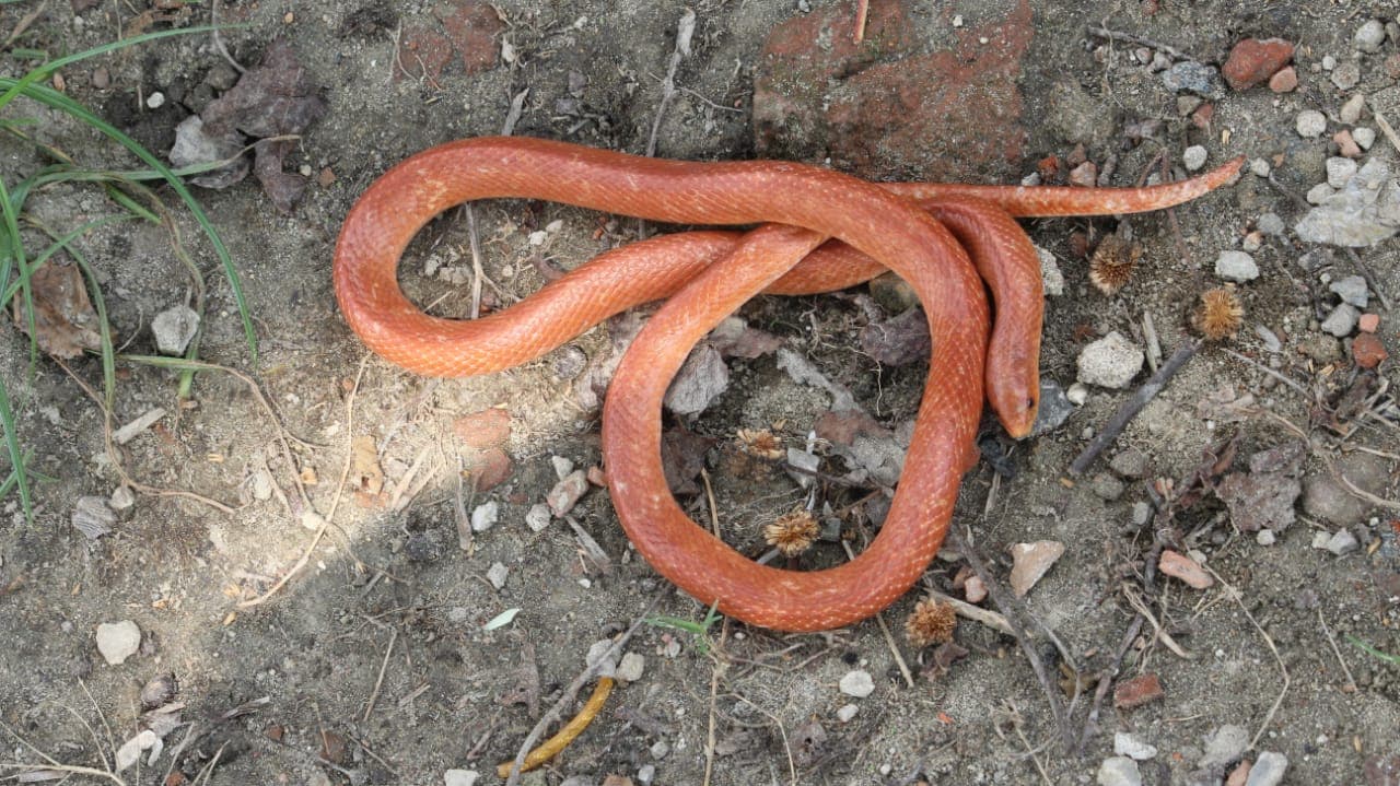 Rare Snake Rare Snake
