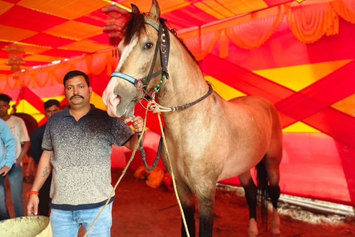 सोनपुर मेले में आया 100 की रफ्तार से दौड़ने वाला घोड़ा, घी से होती है मालिश, कीमत जान हर कोई हैरान