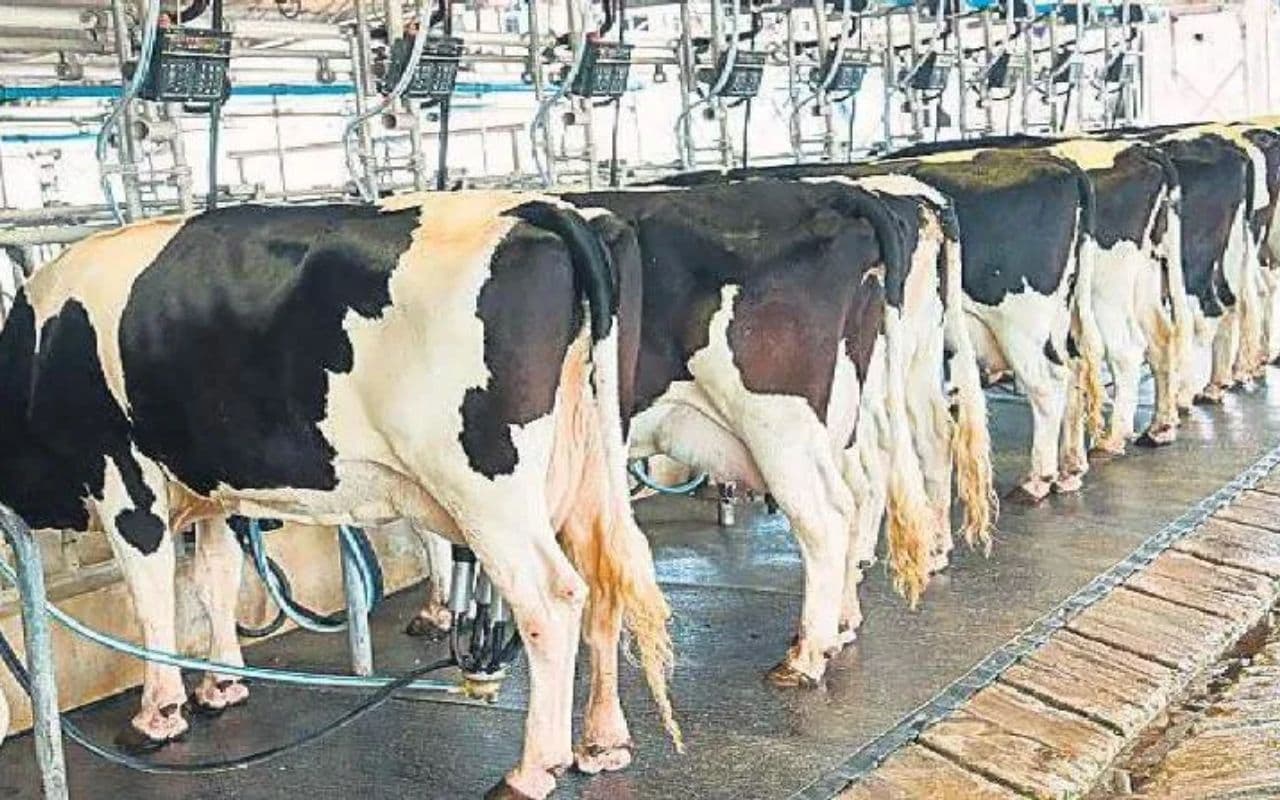 Kisan Credit Card: बिहार में अब पशु पालकों को भी मिलेगा किसान क्रेडिट का फायदा, ऐसे करें आवेदन