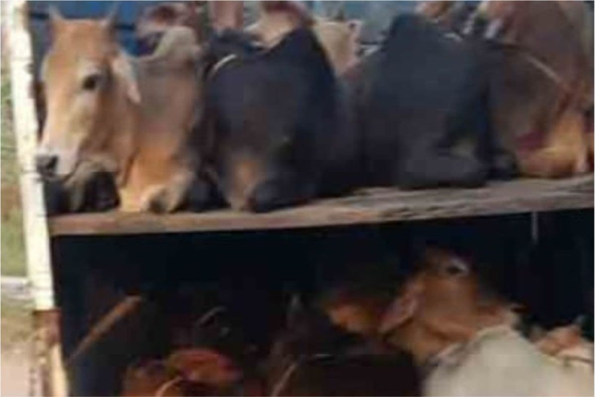 बीरभूम पुलिस ने हाइवे पर चलाया अभियान, अवैध कोयला और गायों से भरी ट्रक जब्त, 5 गिरफ्तार