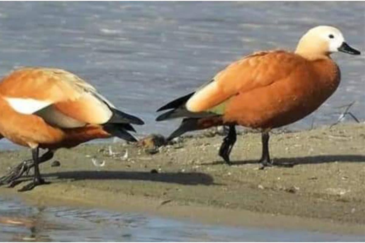 West Bengal : बर्दवान में गुलाबी ठंडक के साथ दामोदर के तट पर मंडराने लगे प्रवासी परिंदे