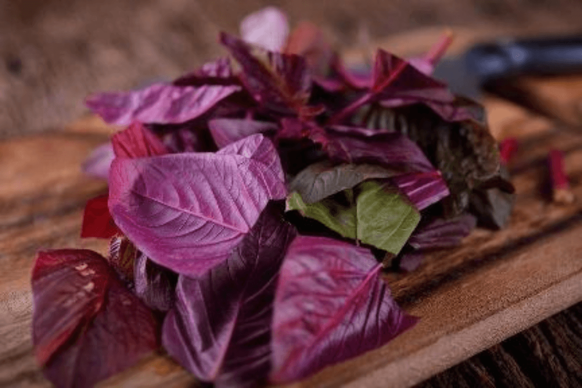 Red Spinach Leaves benefits: बाजार में आम दिखने वाली ये सब्जी लाल भाजी होती है बेहद फायदेमंद, जानें इसके चौका देने वाले गुण Red Spinach Leaves benefits: बाजार में आम दिखने वाली ये सब्जी लाल भाजी होती है बेहद फायदेमंद, जानें इसके चौका देने वाले गुण