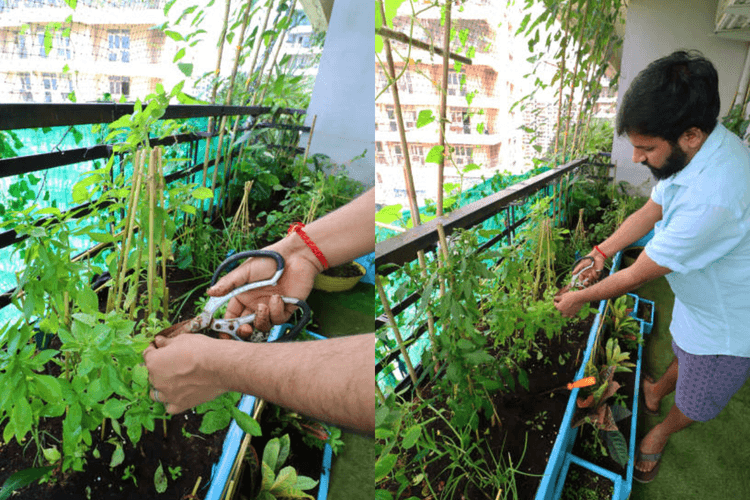 Home Gardening: घर की छत, बाउंड्रीज या घर के छोटे हिस्से में खेती से बचाए पैसा और लाए अपने खाने में जायका