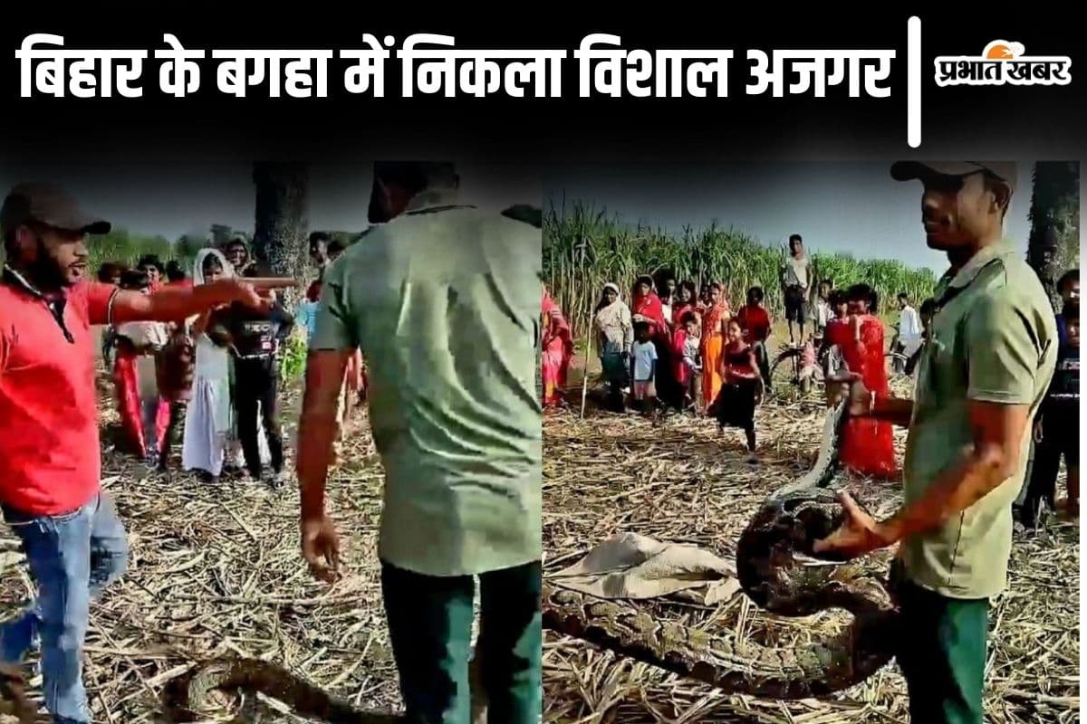 ajgar news bagaha| Bihar News: A huge python arrived among the farmers in Bagaha, Bihar. ajgar news bagaha| Bihar News: A huge python arrived among the farmers in Bagaha, Bihar.