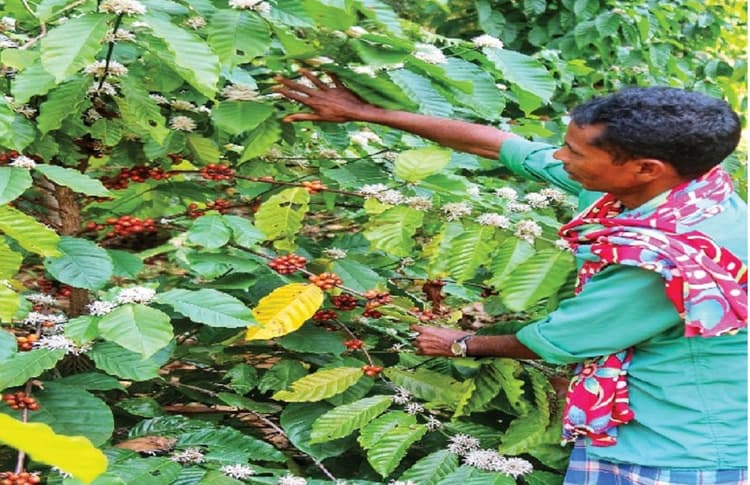 Success Story: चाय के बाद अब बिहार में शुरू हुई कॉफी की खेती, कटिहार में लहलहा रही फसल