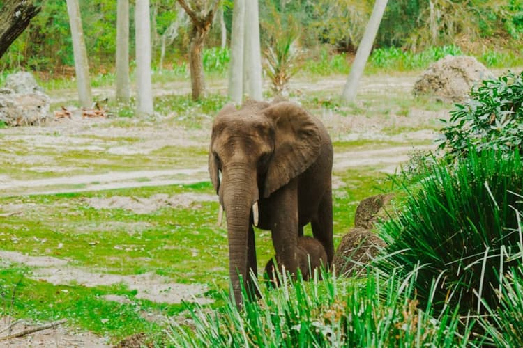 Garhwa News: तालाब से मिला हाथी के बच्चे का शव, मौत के कारणों हो रही जांच