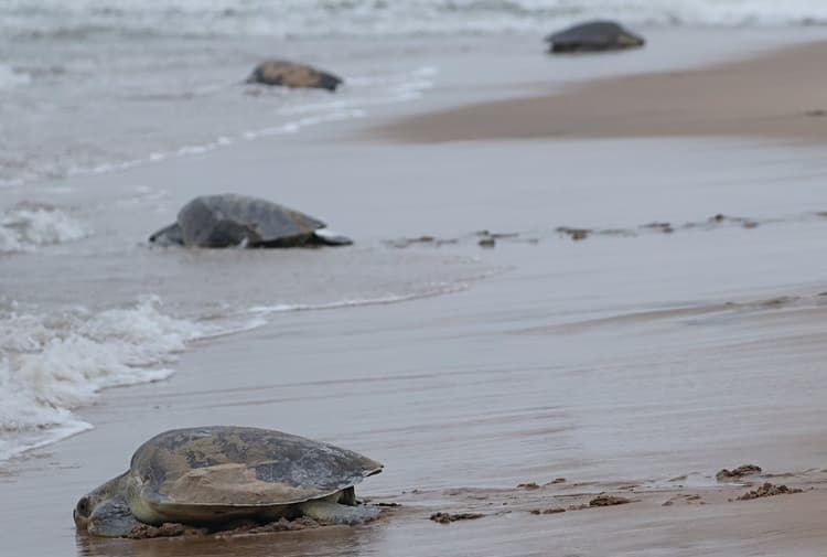 Bhubaneswar News: ओलिव रिडले कछुओं के संरक्षण के लिए सात माह तक तट पर मछली पकड़ने पर प्रतिबंध