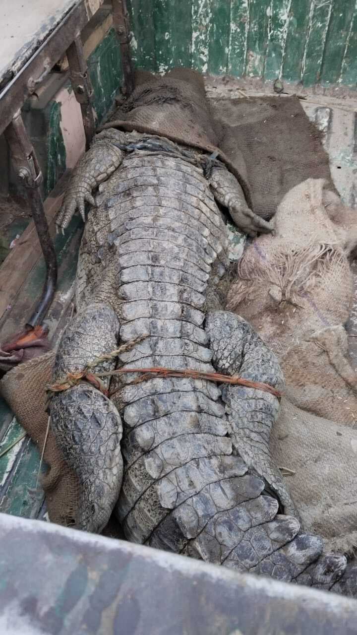 वन क्षेत्र से भटक कर घर के दरवाजे पर पहुंचा मगरमच्छ