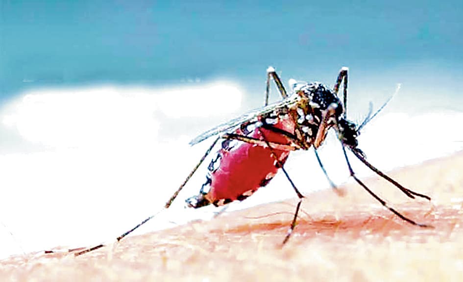 बदलते मौसम में भी डंक मार रहा डेंगू