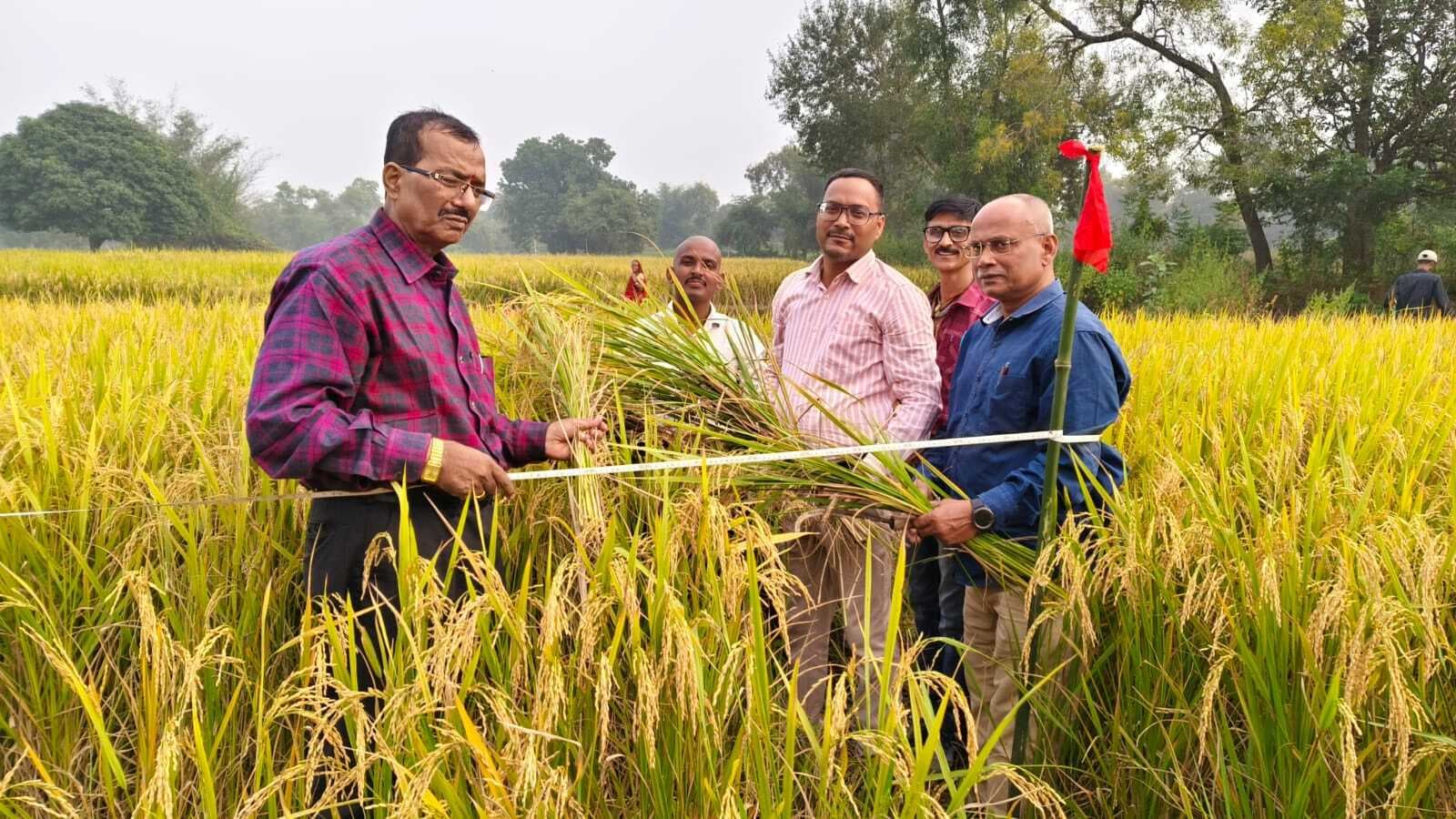 सांख्यिकी विभाग ने करायी धान फसल की क्रॉप कटिंग