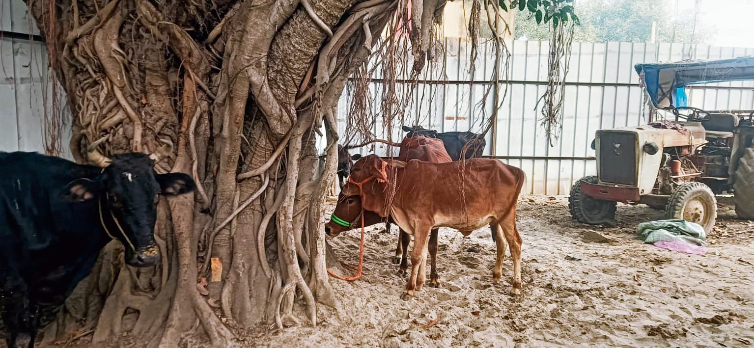 Buxar News : मिश्रवालिया गंगा घाट से मवेशियों के साथ चार पशु तस्कर गिरफ्तार