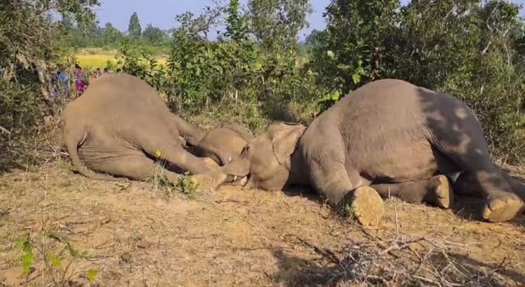 Sambalpur News: जंगली सूअर के लिए बिछाये गये बिजली के जाल में फंसने से तीन हाथियों की मौत