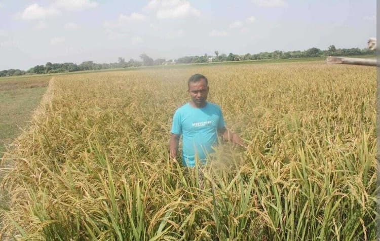 hatshila News : बादशाह भोग धान की खुशबू से महक रहे खेत-खलिहान