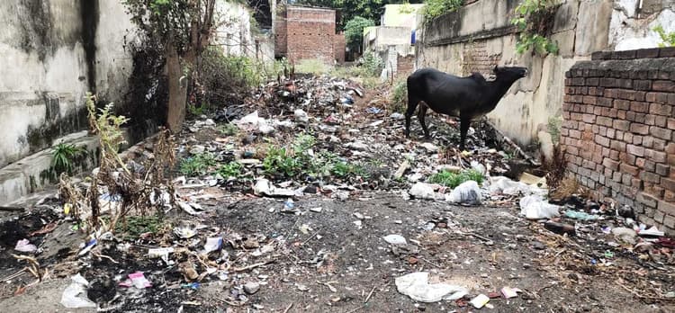 ख :::::: एसीसी कॉलोनी में पसरी है गंदगी, सफाई व्यवस्था फेल