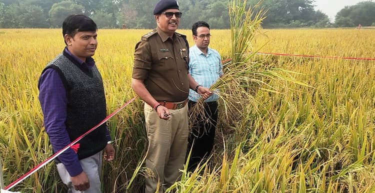 क्रॉप कटिंग में प्रति हेक्टेयर 67.20 क्विंटल धान की फसल का उपज